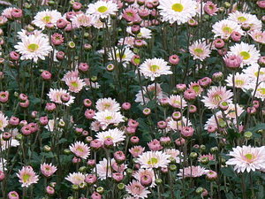 021.jpg (2201 просмотр) <a class='original' href='./download/file.php?id=21294&mode=view' target=_blank>Загрузить оригинал (135.59 КБ)</a>