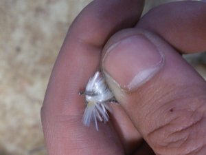 DSC_2379.jpg (2325 просмотров) <a class='original' href='./download/file.php?id=21811&mode=view' target=_blank>Загрузить оригинал (2.14 МБ)</a>