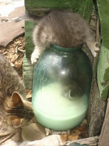 know-how.jpg (2855 просмотров) <a class='original' href='./download/file.php?id=22269&mode=view' target=_blank>Загрузить оригинал (36.76 КБ)</a>