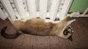 DSC00217.JPG (2637 просмотров) <a class='original' href='./download/file.php?id=23266&mode=view' target=_blank>Загрузить оригинал (242.99 КБ)</a>