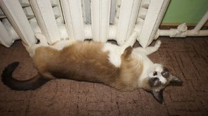 DSC00218.JPG (2637 просмотров) <a class='original' href='./download/file.php?id=23267&mode=view' target=_blank>Загрузить оригинал (227.62 КБ)</a>