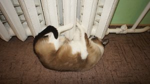 DSC00219.JPG (2637 просмотров) <a class='original' href='./download/file.php?id=23268&mode=view' target=_blank>Загрузить оригинал (232.6 КБ)</a>