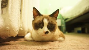 DSC00284.JPG (2637 просмотров) <a class='original' href='./download/file.php?id=23269&mode=view' target=_blank>Загрузить оригинал (167.33 КБ)</a>