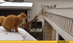 prigun.gif (1786 просмотров) <a class='original' href='./download/file.php?id=24888&mode=view' target=_blank>Загрузить оригинал (1.96 МБ)</a>