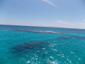 Красное море чистейшая, соленая, дно и кораллы видно (2609 просмотров) <a class='original' href='./download/file.php?id=27582&mode=view' target=_blank>Загрузить оригинал (3.47 МБ)</a>