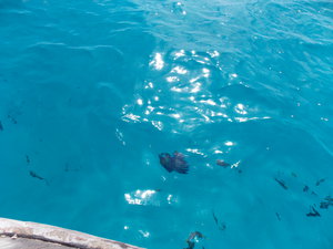 Рыбки подплыли к катеру (2609 просмотров) <a class='original' href='./download/file.php?id=27587&mode=view' target=_blank>Загрузить оригинал (3.62 МБ)</a>