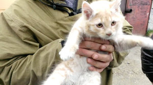 64f2e1d0-006a-11e4-af80-bdbcb49eddfc_0c2d4ac0-fae0-11e3-a1d3-93c9d745c129_CEN_CatSpring_05.jpg (1925 просмотров) <a class='original' href='./download/file.php?id=30306&mode=view' target=_blank>Загрузить оригинал (46.48 КБ)</a>