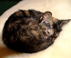 IMG_6251.JPG (4513 просмотров) <a class='original' href='./download/file.php?id=31581&mode=view' target=_blank>Загрузить оригинал (140.83 КБ)</a>