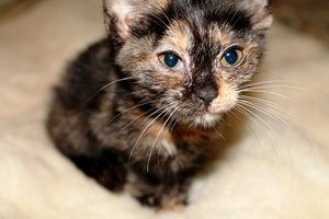 IMG_6253.JPG (4513 просмотров) <a class='original' href='./download/file.php?id=31582&mode=view' target=_blank>Загрузить оригинал (122.04 КБ)</a>