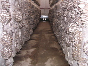 IMG_0004_1024x768.jpg (5162 просмотра) <a class='original' href='./download/file.php?id=3279&mode=view' target=_blank>Загрузить оригинал (238.49 КБ)</a>