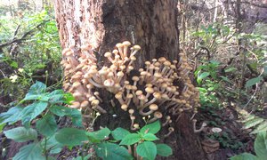 IMAG0767.jpg (2053 просмотра) <a class='original' href='./download/file.php?id=33231&mode=view' target=_blank>Загрузить оригинал (1.18 МБ)</a>