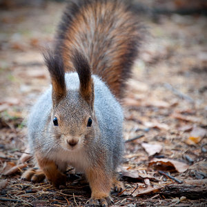 DSC_0020.jpg (4043 просмотра) <a class='original' href='./download/file.php?id=33914&mode=view' target=_blank>Загрузить оригинал (2.98 МБ)</a>