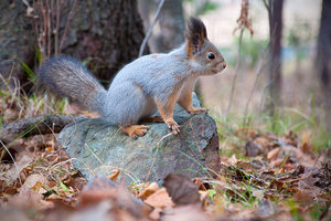 DSC_0131.jpg (4043 просмотра) <a class='original' href='./download/file.php?id=33916&mode=view' target=_blank>Загрузить оригинал (3.55 МБ)</a>