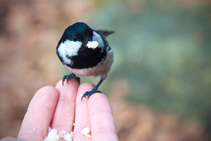 DSC_0151.jpg (4043 просмотра) <a class='original' href='./download/file.php?id=33917&mode=view' target=_blank>Загрузить оригинал (2.46 МБ)</a>