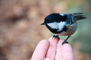 DSC_0159.jpg (4043 просмотра) <a class='original' href='./download/file.php?id=33918&mode=view' target=_blank>Загрузить оригинал (2.32 МБ)</a>