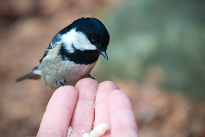 DSC_0167.jpg (4043 просмотра) <a class='original' href='./download/file.php?id=33919&mode=view' target=_blank>Загрузить оригинал (2.02 МБ)</a>