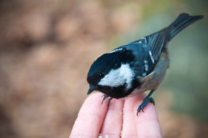 DSC_0170.jpg (4043 просмотра) <a class='original' href='./download/file.php?id=33920&mode=view' target=_blank>Загрузить оригинал (2.4 МБ)</a>