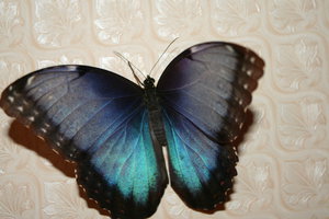 IMG_1709.JPG (3992 просмотра) <a class='original' href='./download/file.php?id=33933&mode=view' target=_blank>Загрузить оригинал (3.14 МБ)</a>