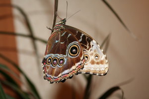 IMG_1704_1.JPG (3992 просмотра) <a class='original' href='./download/file.php?id=33934&mode=view' target=_blank>Загрузить оригинал (3.04 МБ)</a>