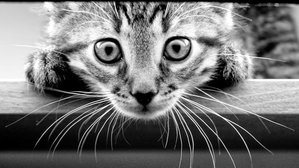 малой (3989 просмотров) <a class='original' href='./download/file.php?id=33941&mode=view' target=_blank>Загрузить оригинал (121.38 КБ)</a>