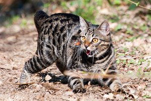 молодой (3989 просмотров) <a class='original' href='./download/file.php?id=33942&mode=view' target=_blank>Загрузить оригинал (162.43 КБ)</a>