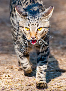 и красивый (3989 просмотров) <a class='original' href='./download/file.php?id=33943&mode=view' target=_blank>Загрузить оригинал (96.96 КБ)</a>