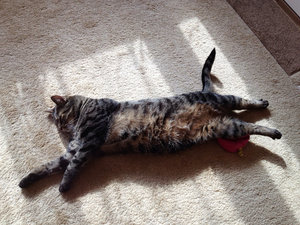 взрослый толстый красавец в своей обычной позе &quot;жрать/спать/срать&quot; :) (3989 просмотров) <a class='original' href='./download/file.php?id=33944&mode=view' target=_blank>Загрузить оригинал (179 КБ)</a>