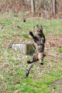 Ловлю, ловлю! (3937 просмотров) <a class='original' href='./download/file.php?id=34205&mode=view' target=_blank>Загрузить оригинал (157.39 КБ)</a>