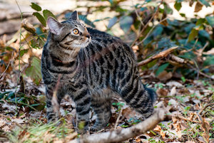 _DSC9815.jpg (271.62 КБ) 4234 просмотра На прогулке (4234 просмотра) <a class='original' href='./download/file.php?id=34206&sid=368ec1a0fbe3a0302fb38100ed83ec79&mode=view' target=_blank>Загрузить оригинал (271.62 КБ)</a>