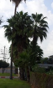 20141018_160654.jpg (2660 просмотров) <a class='original' href='./download/file.php?id=35215&mode=view' target=_blank>Загрузить оригинал (141.44 КБ)</a>