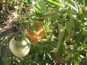 DSCF4278.JPG (2719 просмотров) <a class='original' href='./download/file.php?id=35250&mode=view' target=_blank>Загрузить оригинал (733.83 КБ)</a>