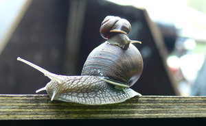 улитки.jpg (3532 просмотра) <a class='original' href='./download/file.php?id=38305&mode=view' target=_blank>Загрузить оригинал (565.33 КБ)</a>