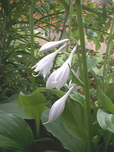 007-хоста.jpg (3531 просмотр) <a class='original' href='./download/file.php?id=38306&mode=view' target=_blank>Загрузить оригинал (282.06 КБ)</a>