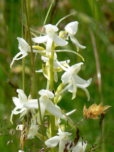 011-орхидеи2.jpg (3374 просмотра) <a class='original' href='./download/file.php?id=38314&mode=view' target=_blank>Загрузить оригинал (279.89 КБ)</a>