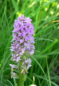 003-орхидеи.jpg (3374 просмотра) <a class='original' href='./download/file.php?id=38315&mode=view' target=_blank>Загрузить оригинал (530.96 КБ)</a>