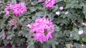 IMG_20140423_144851.jpg (3296 просмотров) <a class='original' href='./download/file.php?id=38353&mode=view' target=_blank>Загрузить оригинал (912.39 КБ)</a>