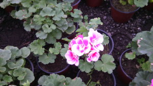 IMG_20140423_144908.jpg (3296 просмотров) <a class='original' href='./download/file.php?id=38354&mode=view' target=_blank>Загрузить оригинал (658.14 КБ)</a>