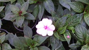 IMG_20140423_144936.jpg (3296 просмотров) <a class='original' href='./download/file.php?id=38357&mode=view' target=_blank>Загрузить оригинал (856.43 КБ)</a>