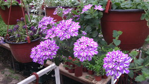 IMG_20140423_145137.jpg (3296 просмотров) <a class='original' href='./download/file.php?id=38362&mode=view' target=_blank>Загрузить оригинал (991.23 КБ)</a>