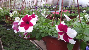 IMG_20140423_145218.jpg (3296 просмотров) <a class='original' href='./download/file.php?id=38366&mode=view' target=_blank>Загрузить оригинал (918.66 КБ)</a>