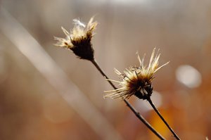 CRW_6201.jpg (3285 просмотров) <a class='original' href='./download/file.php?id=38368&mode=view' target=_blank>Загрузить оригинал (128.96 КБ)</a>