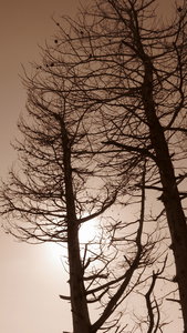 IMG_2387.jpg (3261 просмотр) <a class='original' href='./download/file.php?id=38385&mode=view' target=_blank>Загрузить оригинал (2.53 МБ)</a>