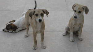 IMG_2417.JPG (3248 просмотров) <a class='original' href='./download/file.php?id=38387&mode=view' target=_blank>Загрузить оригинал (2.26 МБ)</a>