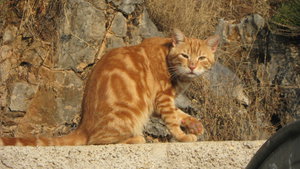 IMG_2406.JPG (3245 просмотров) <a class='original' href='./download/file.php?id=38389&mode=view' target=_blank>Загрузить оригинал (2.97 МБ)</a>