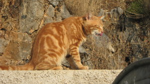 IMG_2407.JPG (3245 просмотров) <a class='original' href='./download/file.php?id=38390&mode=view' target=_blank>Загрузить оригинал (2.95 МБ)</a>