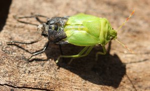 03-002.jpg (3240 просмотров) <a class='original' href='./download/file.php?id=38392&mode=view' target=_blank>Загрузить оригинал (114.05 КБ)</a>