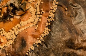 03-005.jpg (3240 просмотров) <a class='original' href='./download/file.php?id=38395&mode=view' target=_blank>Загрузить оригинал (130.53 КБ)</a>