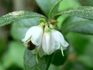 цб09.jpg (3223 просмотра) <a class='original' href='./download/file.php?id=38403&mode=view' target=_blank>Загрузить оригинал (69.44 КБ)</a>