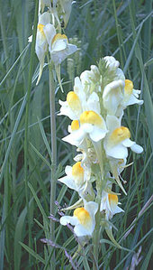 цветы13.jpg (3223 просмотра) <a class='original' href='./download/file.php?id=38404&mode=view' target=_blank>Загрузить оригинал (39.75 КБ)</a>