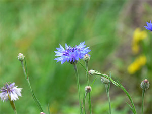 цг04.jpg (3223 просмотра) <a class='original' href='./download/file.php?id=38405&mode=view' target=_blank>Загрузить оригинал (53.71 КБ)</a>